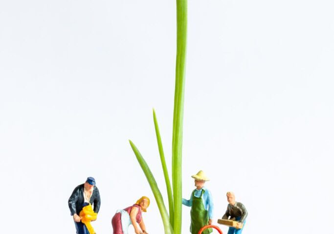 Miniature people : Gardeners Harvesting  Spring onion on white background , Agriculture concept